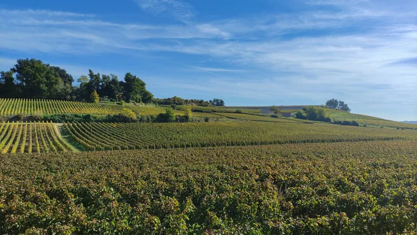 Rzędy Czerwonych Winorośli Winnicy Zbiorach Regionie Saint Emilion Francja — Zdjęcie stockowe