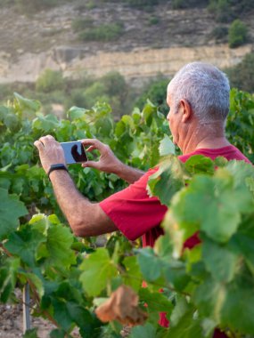 Üzüm bağında yaşlı bir çiftçi cep telefonuyla hasatın fotoğrafını çekiyor. Tarım kavramı