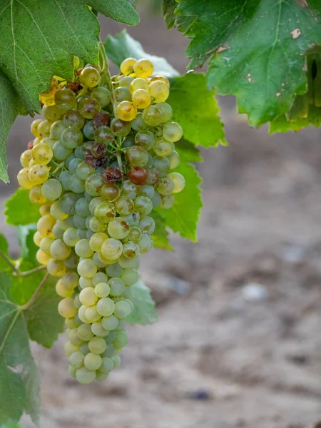 Bunch White Grapes Vine Golden Sun Agriculture Concept — стоковое фото