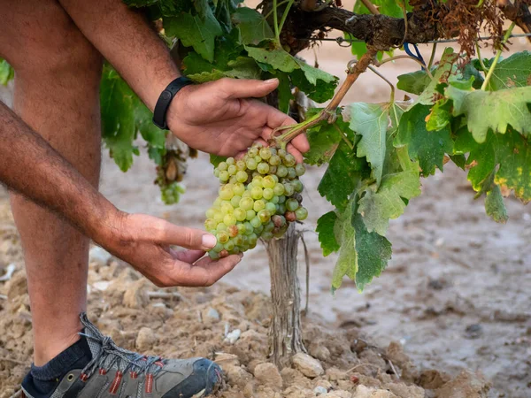 一个农民的手拿着一串葡萄藤的白葡萄 农业概念 免版税图库图片