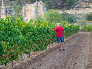 Asma tarlasında kıdemli çiftçi kırmızı tişört ve şortla asmalara bakıyor. Tarım kavramı