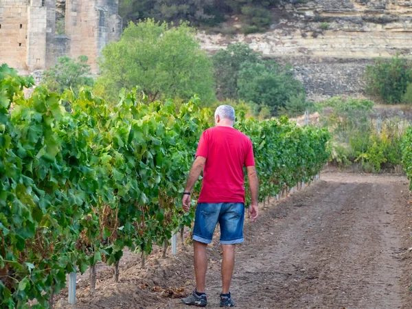 Asma tarlasında kıdemli çiftçi kırmızı tişört ve şortla asmalara bakıyor. Tarım kavramı