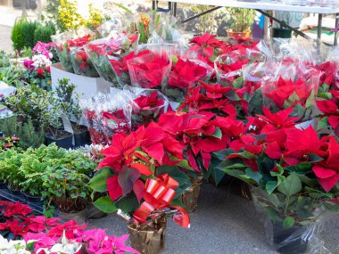 Piyasada bir sürü Poinsettia saksısı var. Noel yıldızı çiçeği, geleneksel Noel süsü. Seçici odak doğal ışık