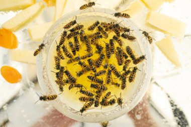 Birçok eşek arısı bir kaseden bal yer. Lezzetli. Bal ve karpuz tabakta