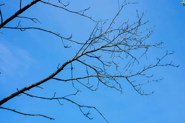 青空を背景に葉のない木の枝。早春 — ストック写真