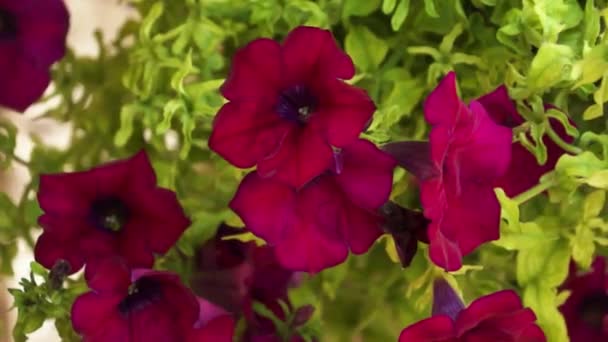Stora röda dekorativa blommor svajande i vinden — Stockvideo