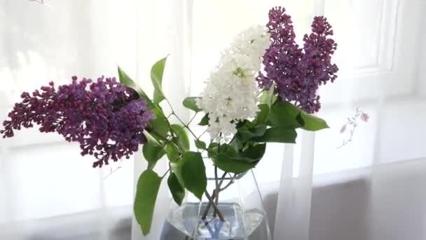 Fresh lilac in a vase by the window — стоковое видео