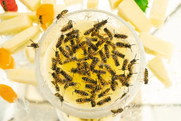 Birçok eşek arısı bir kaseden bal yer. Lezzetli. Bal ve karpuz tabakta.