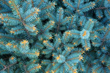 Genç Noel ağacı dalları ile arka plan.