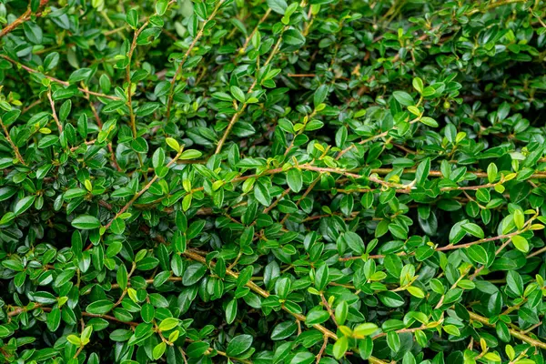 Genç ağaçlar yeşil yapraklarla filizlenir.