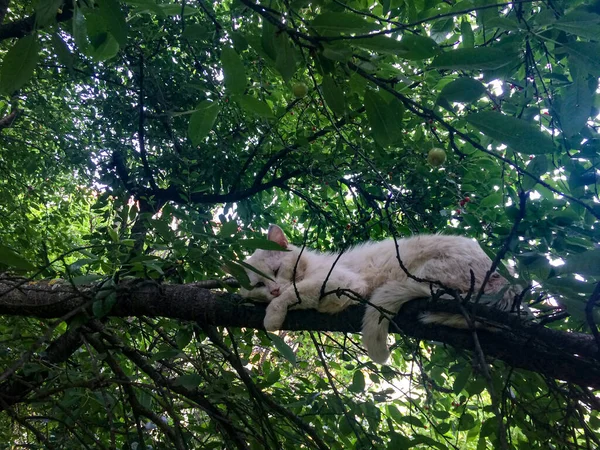睡在樱桃树枝上的白猫 — 图库照片