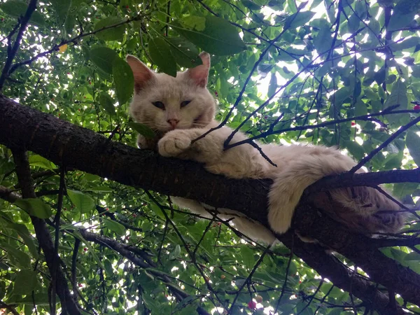 Gato Pêssego Encontra Galho Árvore Olha Para Quadro — Fotografia de Stock