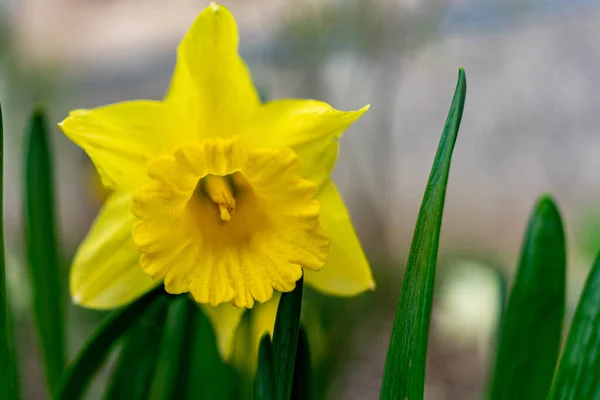 Big Yellow Flower Close Bokeh Background — Fotografia de Stock