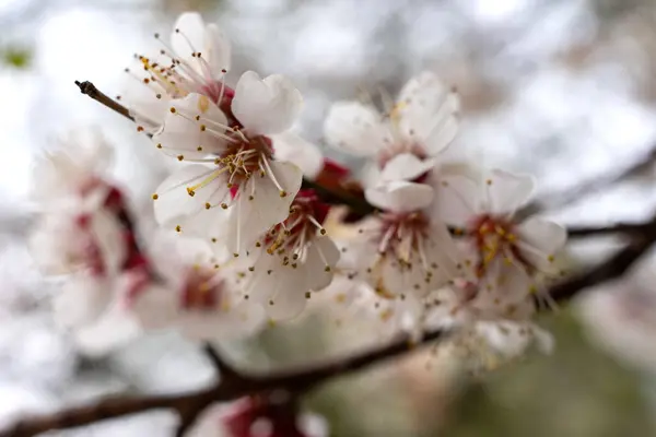 Abundant Cherry Blossoms White Flowers Closeup Photo Blurred Background — стоковое фото