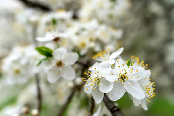 Abundant White Flowers Fruit Tree Pear — стоковое фото