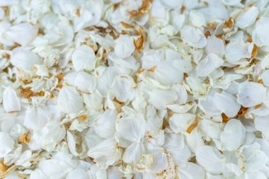 Birçok narin bahar çiçeği yaprakları doğal bir zemin oluşturdu..