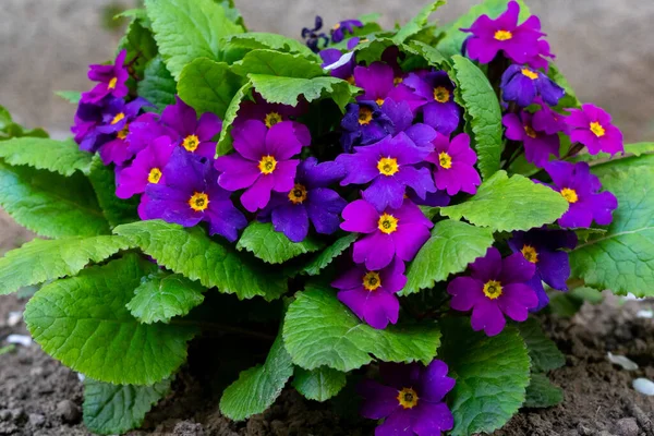 Bright Beautiful Primula Flower Blooms Early Spring — Stock Photo, Image