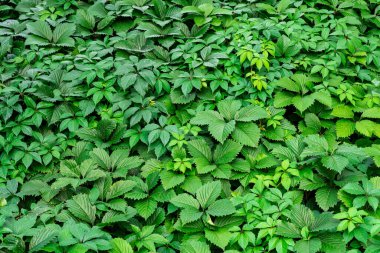 yeşil çimenler ve çeşitli bitkiler doğal yeşil bir zemin oluşturdu.