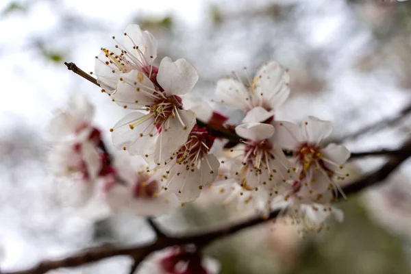 Abundant Cherry Blossoms White Flowers Closeup Photo Blurred Background — стоковое фото