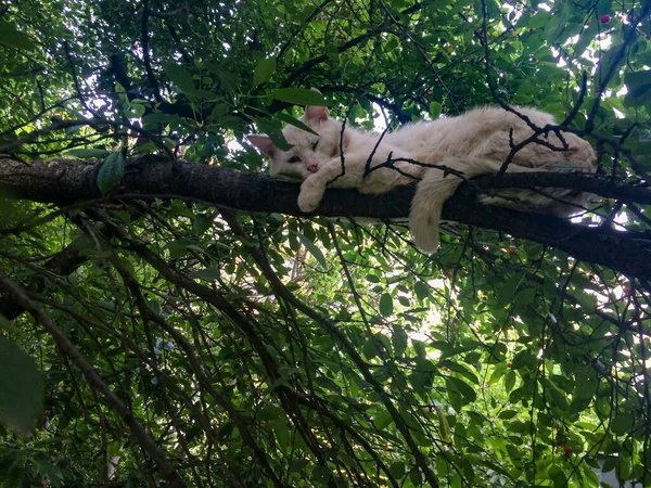 Weiße Katze Schläft Auf Einem Kirschbaumzweig — Stockfoto