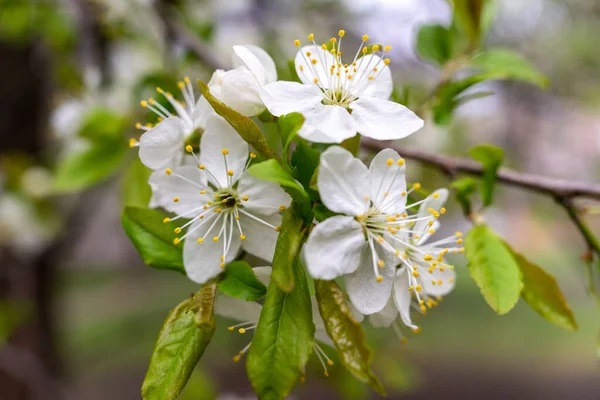 Abundant White Flowers Fruit Tree Pear — стоковое фото