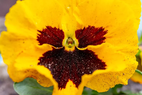 Vitrocca Violet Close Closeup Garden Flower — Stockfoto