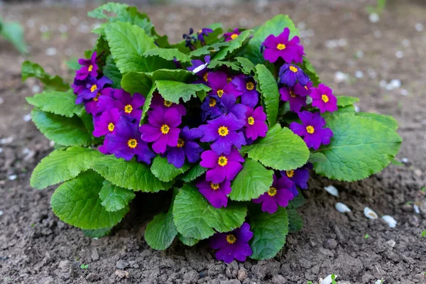 Parlak Güzel Primula Çiçekleri Ilkbaharın Başlarında Açar — Stok fotoğraf