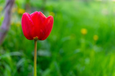 Yeşil arka planda kırmızı açan lale.