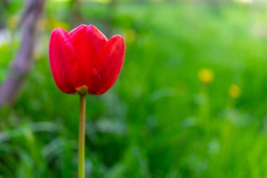 Yeşil arka planda kırmızı açan lale