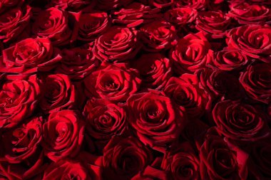 Many blooming red roses with romantic lighting.