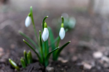 Bahar uyanışının sembolü. İlk bahar çiçekleri..