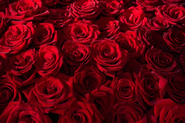 Muitas Rosas Vermelhas Florescendo Com Iluminação Romântica — Fotografia de Stock