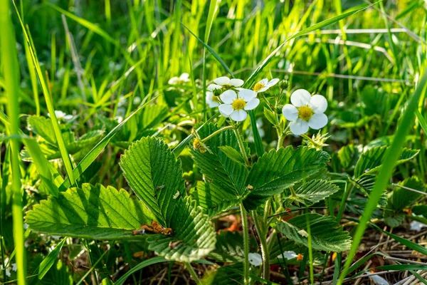 Białe Kwiaty Truskawek Zielonym Tle Zbliżenie — Zdjęcie stockowe