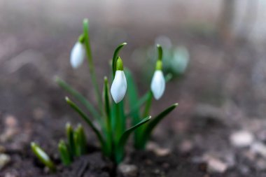 Bahar uyanışının sembolü. İlk bahar çiçekleri..