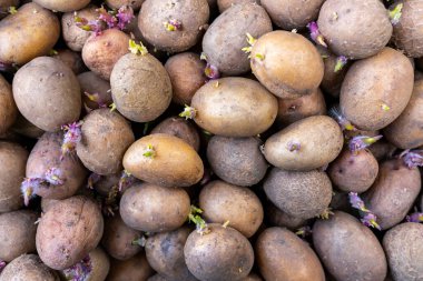 Genç filizli birçok patates ekime hazırdır..