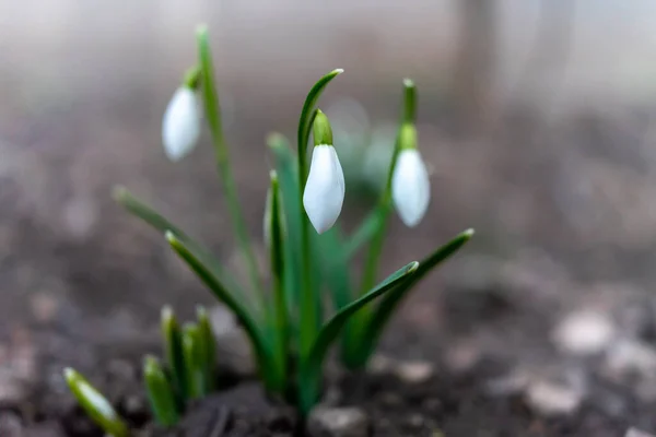 Símbolo Despertar Primavera Primeiras Flores Primavera Gotas Neve — Fotografia de Stock