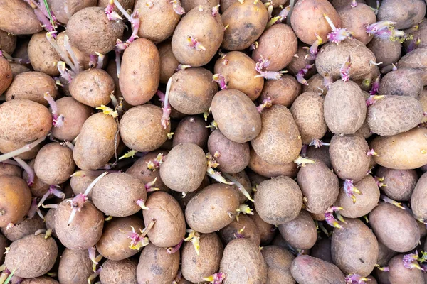 Genç filizli birçok patates ekime hazırdır..