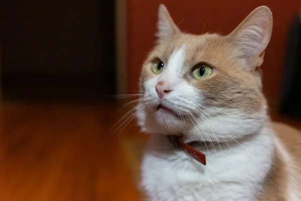 Eine Weiß Rote Katze Schaut Etwas Porträt Einer Katze — Stockfoto