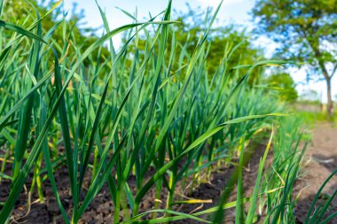 Yeşil, taze sarımsak. Tarım alanında sarımsak yetiştiriyor..