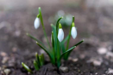 Bahar uyanışının sembolü. İlk bahar çiçekleri..