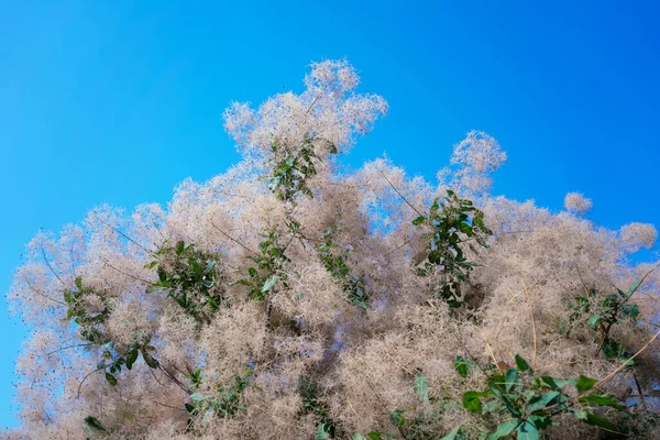 Blooming Scumpia Smoke Bomen Een Achtergrond Van Blauwe Lucht — Stockfoto