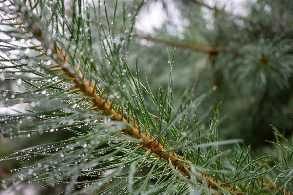 Green Pine Branch Raindrops Close Selective Focus — Photo