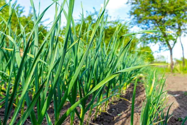 Green Young Shoots Garlic Growing Garlic Agriculture — Stockfoto