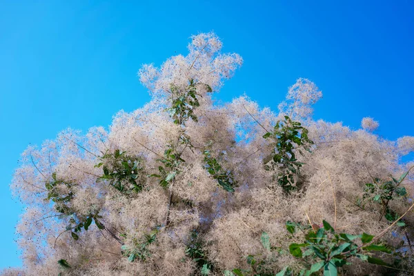 Kwitnące Scumpia Drzewa Dymne Tle Błękitnego Nieba — Zdjęcie stockowe