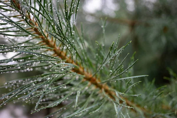 Green Pine Branch Raindrops Close Selective Focus — 스톡 사진