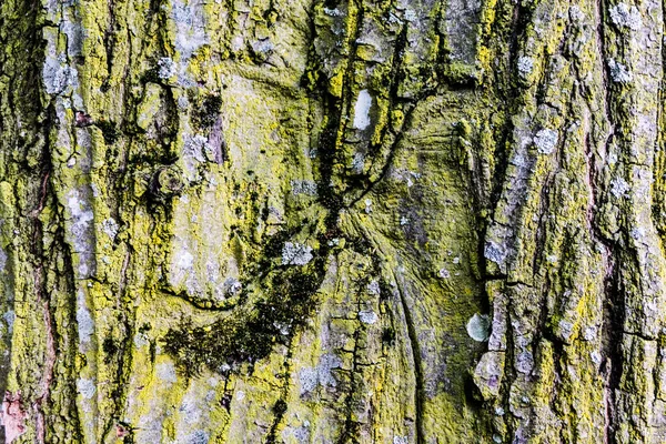 Graues Gelbes Und Grünes Moos Auf Der Rinde Eines Großen — Stockfoto