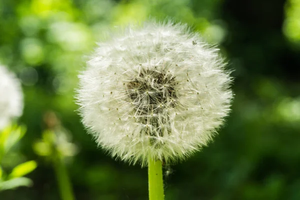 Dandelion Seeds Close Blurred Background Green Leaves — Stock Photo, Image