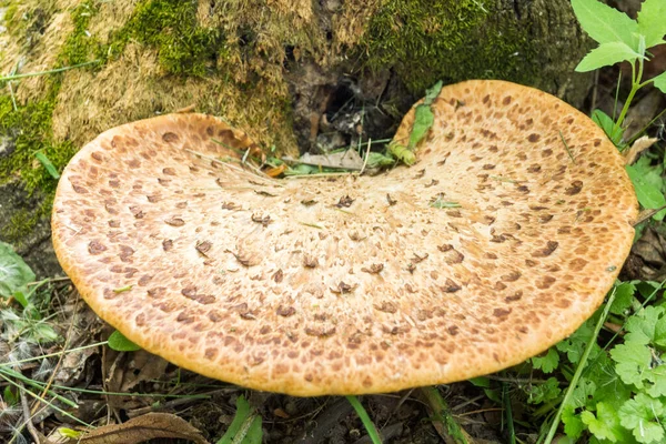 A large wild mushroom grows near a tree.