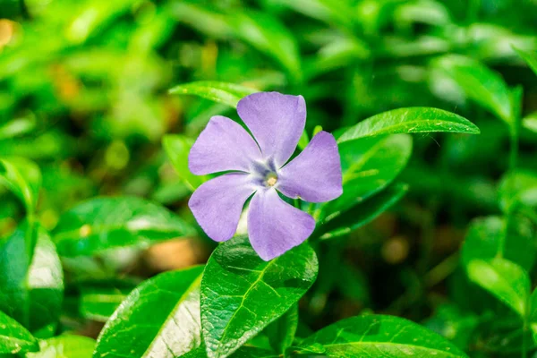 Periwinkle Plant Green Leaves Purple Flowers — Stok fotoğraf