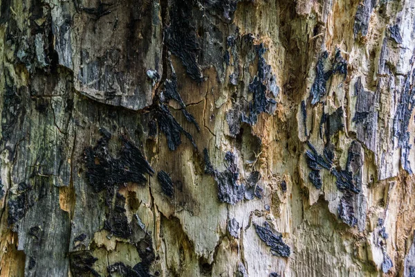 Hintergrund Eines Durch Krankheiten Schädlinge Und Feuer Beschädigten Baumes Baumstruktur — Stockfoto
